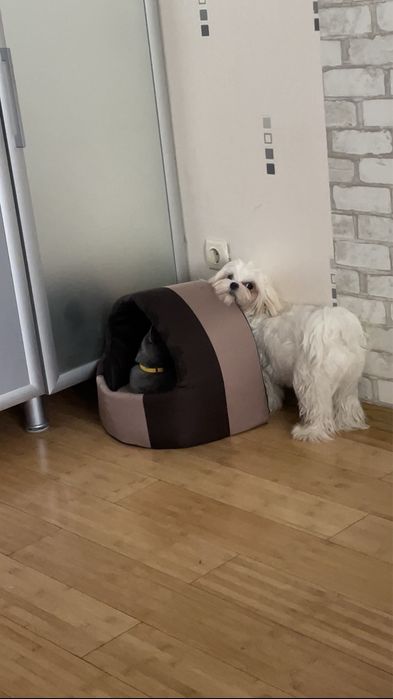 Вязка Мальтезе РАЗВЯЗАН, короткий носик, кукольные глазки, КСУ