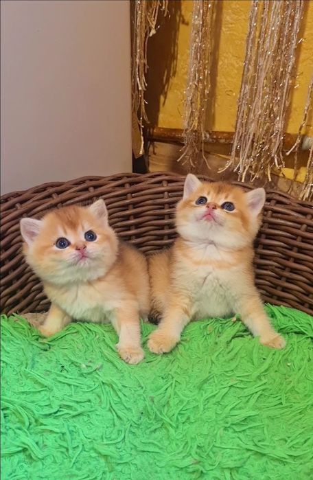 Золотая шиншилла мальчик