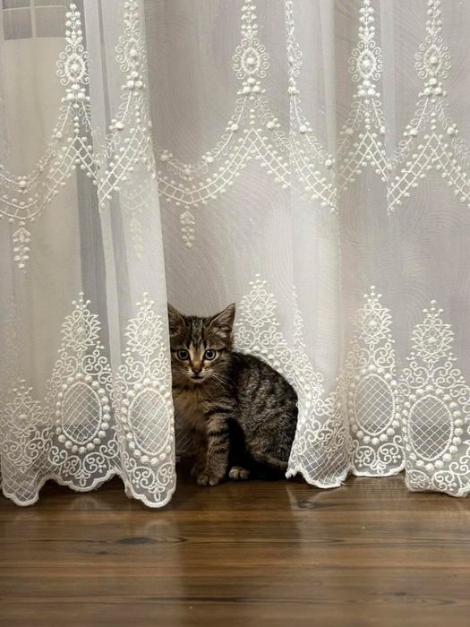 Шикарные котята  бесплатно