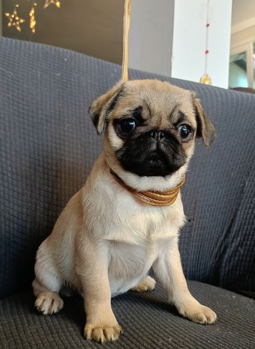 Mops  piękne szczenięta z rodowodem