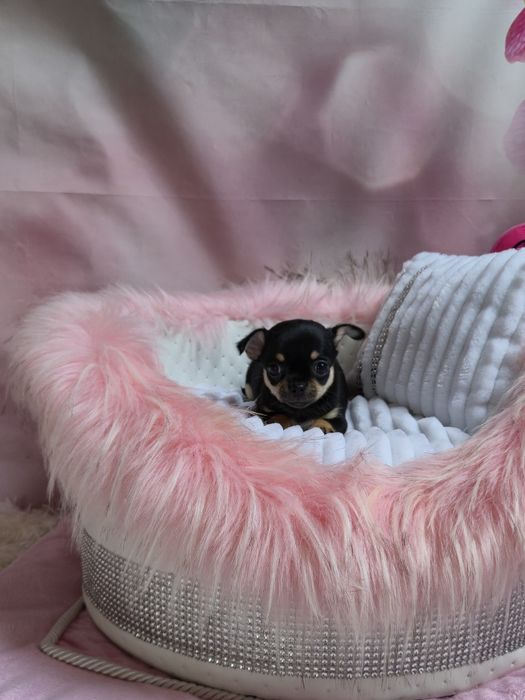 Śliczna dziewczyna chihuahua krótkowłosa