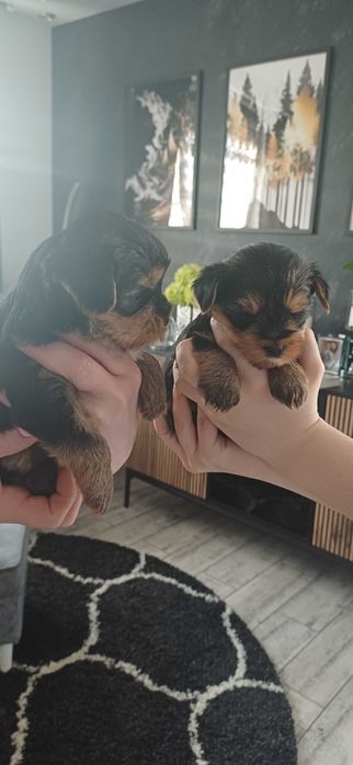 Pieski Yorkshire Terrier