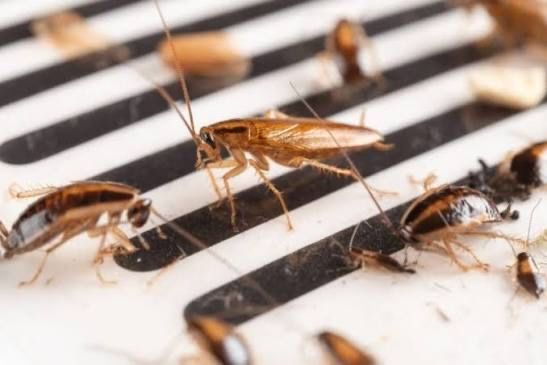Eliminação de Baratas Alemãs (Blatella germanica) - 2 a 3 Sessões