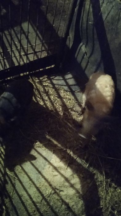 Продам поросята.