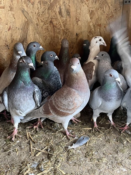 Gołebie pocztowe 2024,2025