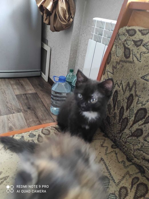 Котята мальчик и девочка