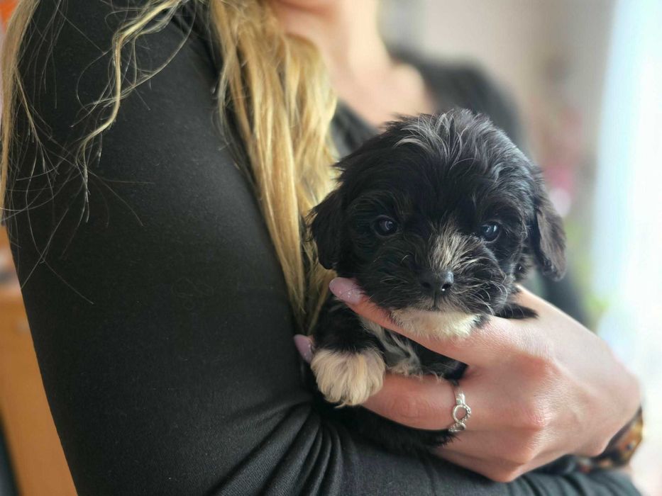 Maltipoo czarny chłopiec hybryda maltańczyk pudel toy
