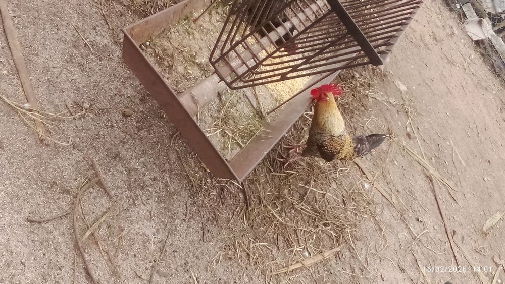 Vendo piriquitos de capoeira machos