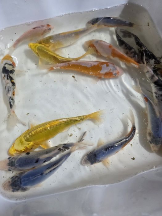 Koi karp karaś orfa lin złoty jesiotr sandacz amur