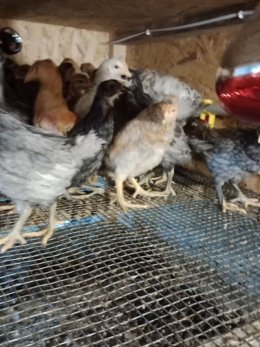 Молода несучка Чеський Домінант кури