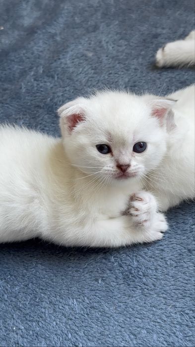 Кошенята висловухі