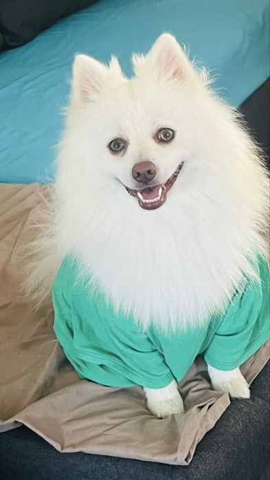 German Spitz male looking for a girlfriend