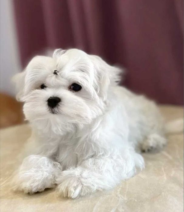 Bichon Maltês Macho  belo Pêlo