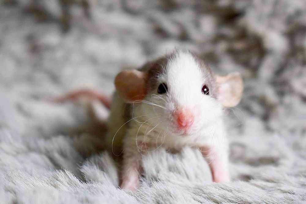 Szczur, szczurki, szczury dumbo/standard