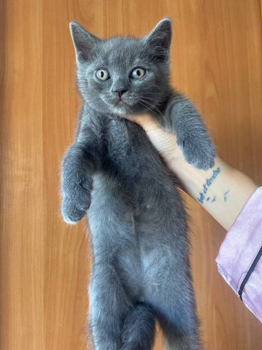 плюшевый шотландський мишка