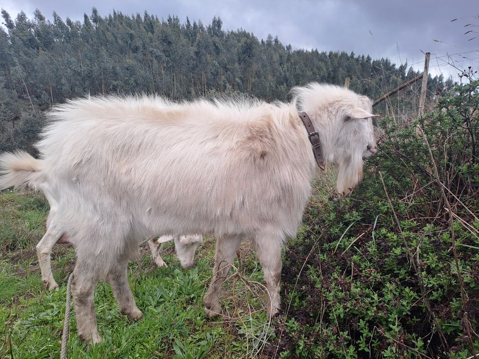 Bode Sannen com 3 anos bom reprodutor