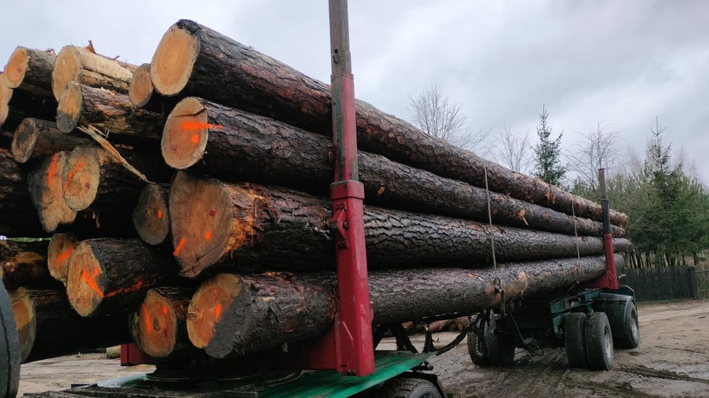 Sosna tartaczna dłużyca drewno kłoda drewno budowlane
