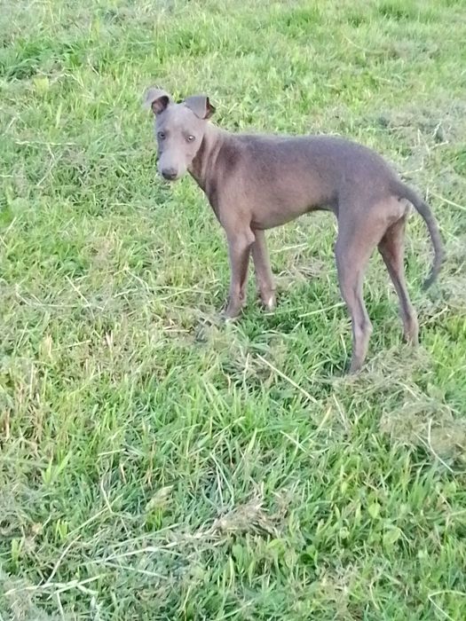 Chart Angielski Whippet