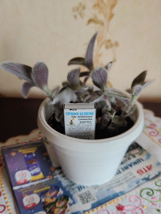 Традеска́нция силламонта́на