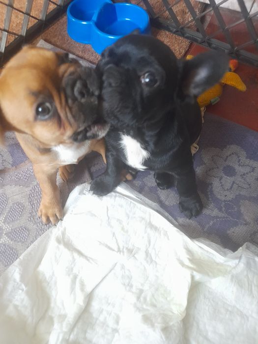 Французькі бульдоги. 2 дівчинки