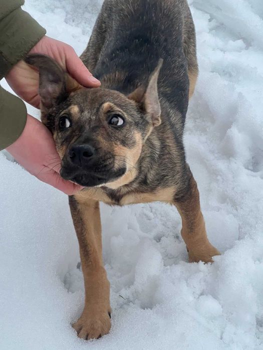 Собака в добрі руки