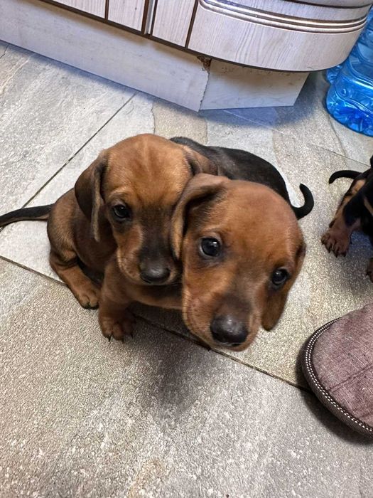 Такса стандартна