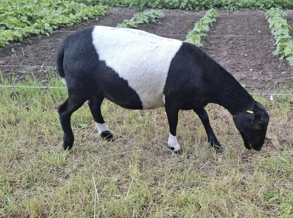 Jagnięta rasy Dorper
