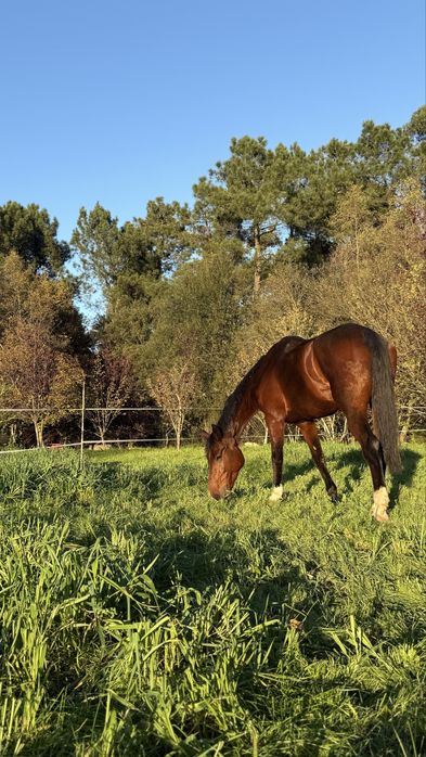Cavalo de obstáculos