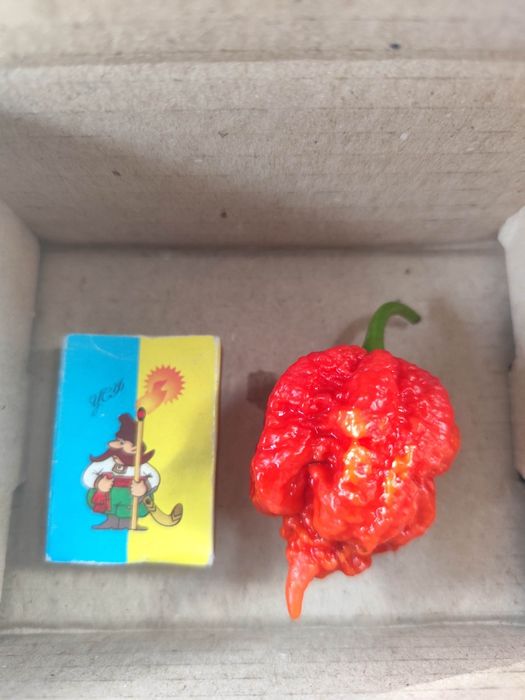 Carolina Reaper-надгострий перець 3 шт.