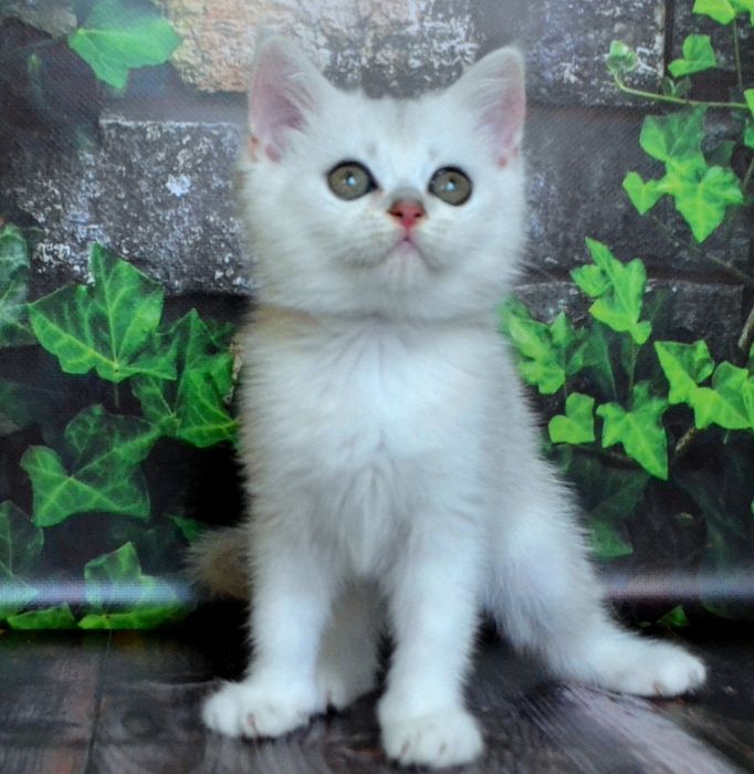 Елiтнi кошенята срiблястоi шиншили