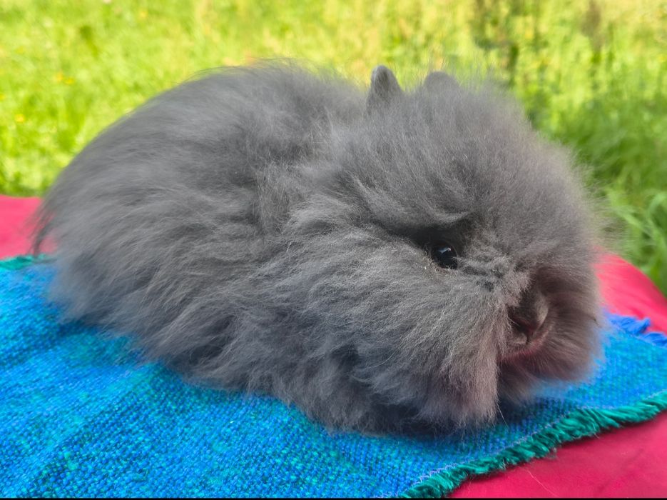 Karzełek Teddy/ puszysty / długowłosy