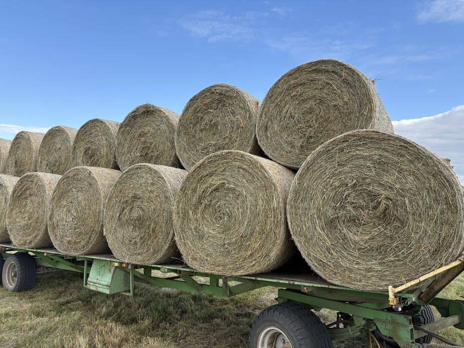 Bele siana – siano w belach, suche, pod dachem