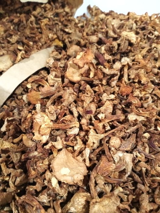 Grzyby suszone kurki tegoroczne