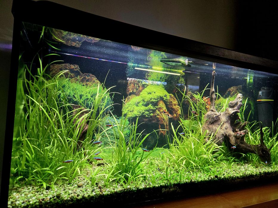 Akwarium 240l z życiem