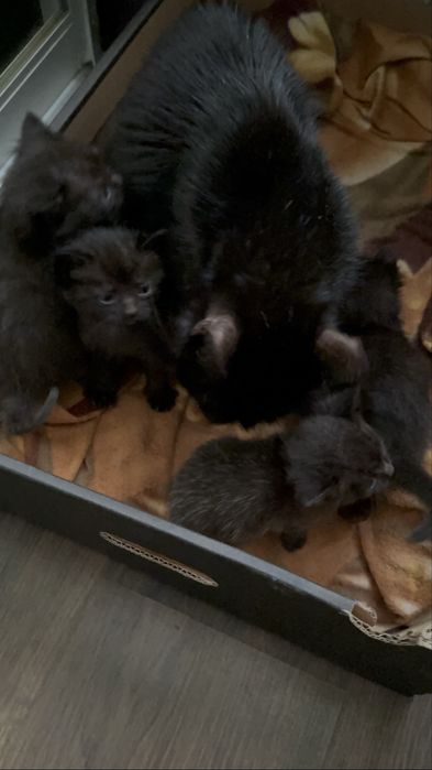 Віддамо в хороші руки котиків