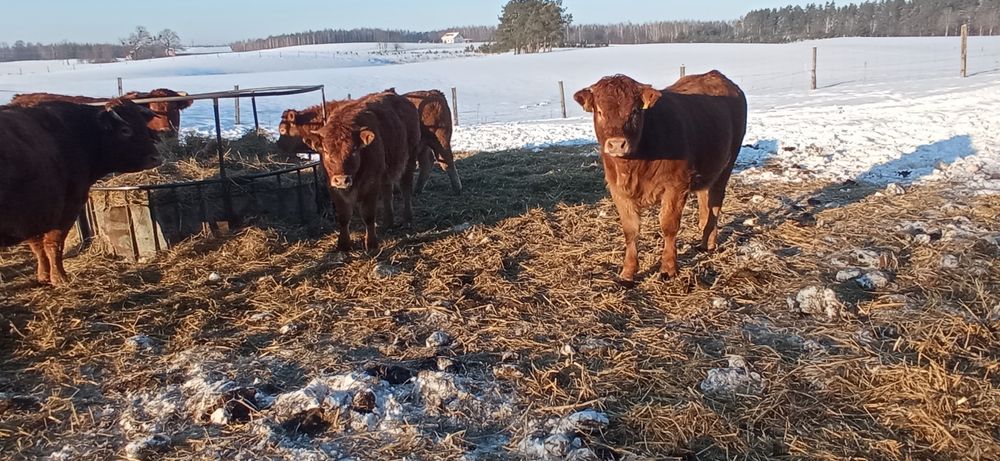 Sprzedam odsadki jałówki 100% LM