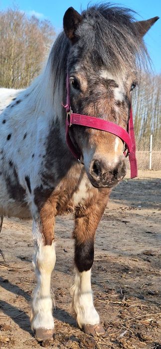Landrynka szuka domu adopcyjnego
