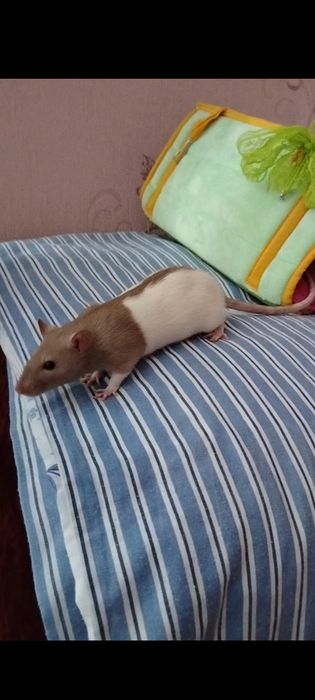 Пацючки дівчатка