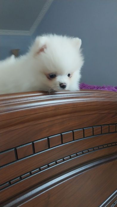 Померанські шпіци  хлопчики