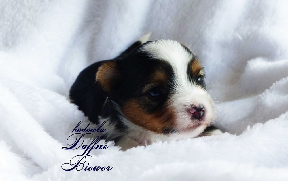 York Biewer Yorkshire Terrier