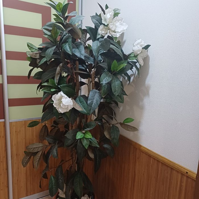 Магнолія штучна.. дерево- кущ.