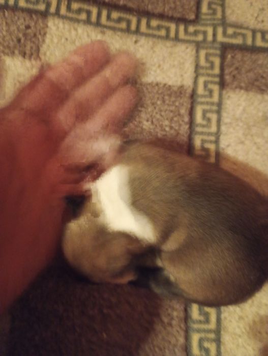 Oddam za darmo szczeniaki 5 szczenięta bez rasy2 dziewczyny i 3 hlopak