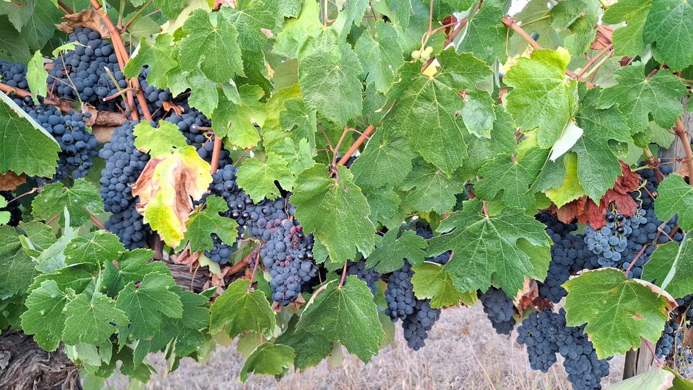 Uvas-Região do Dão