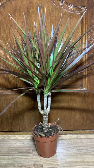 Драцена Маргината (magenta)