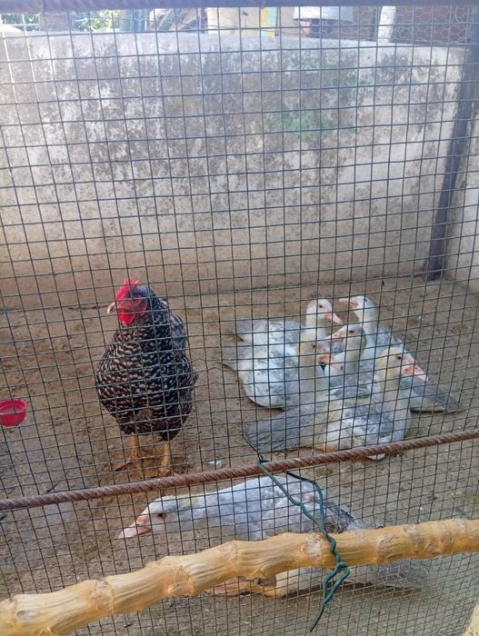Galinhas e patos