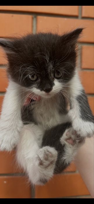 Бесплатно котята мальчик и девочка