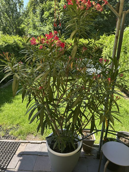 Oleander kwiaty czerwone
