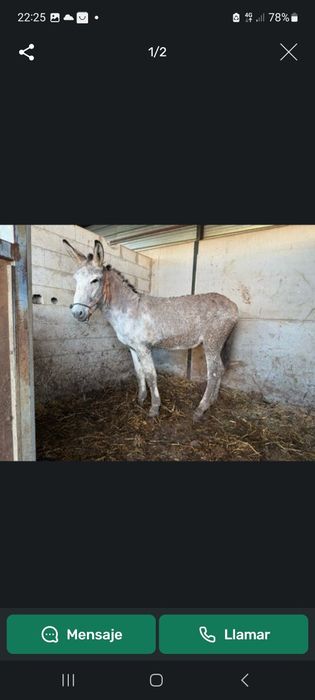 Vendo Burro Andaluz 5 anos Burro cobridor