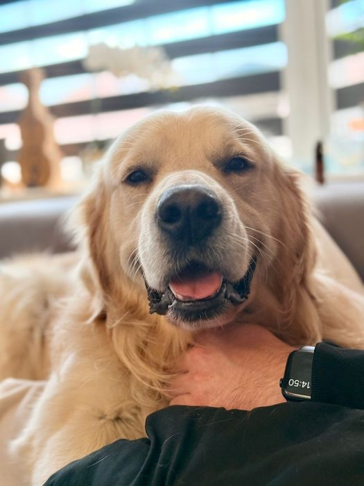 Golden Retriever   Rodowód