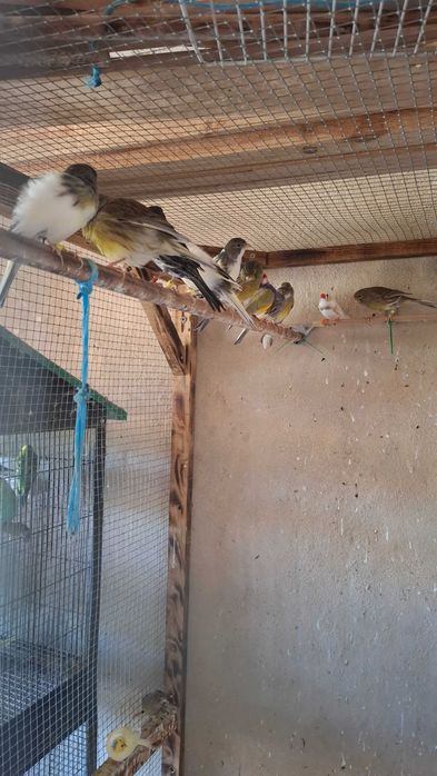 Animais para voarem para outras quintas